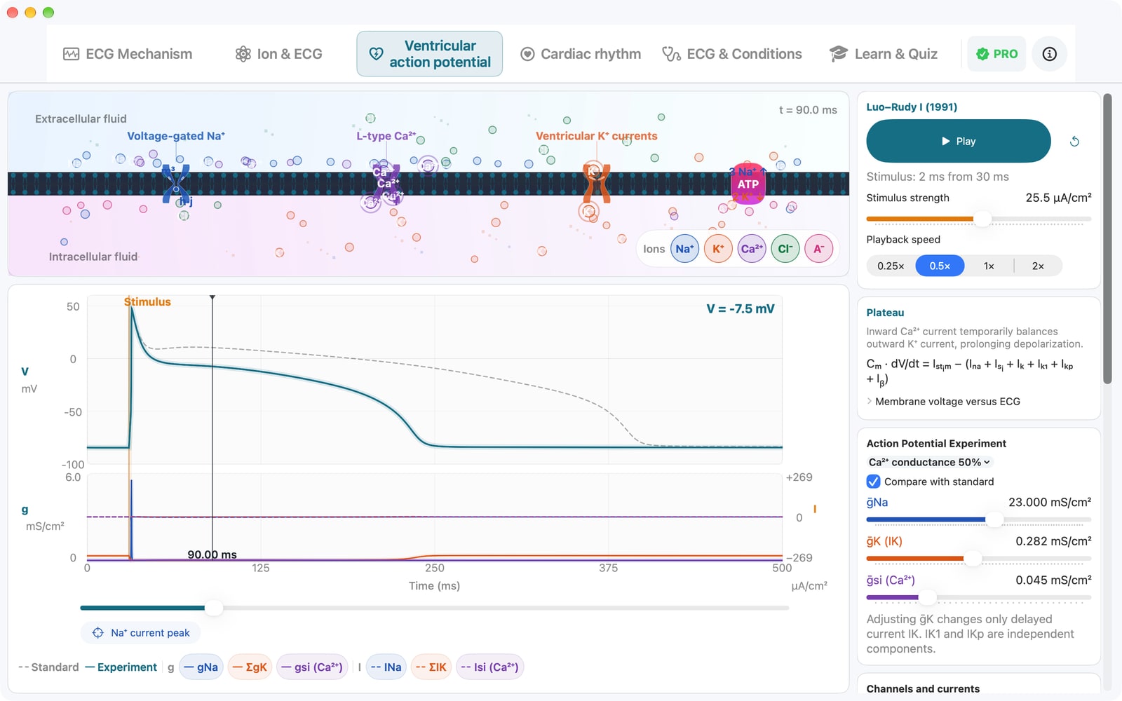 Ventricular Action Potential on Mac showing the membrane diagram, voltage, ion currents, and gates